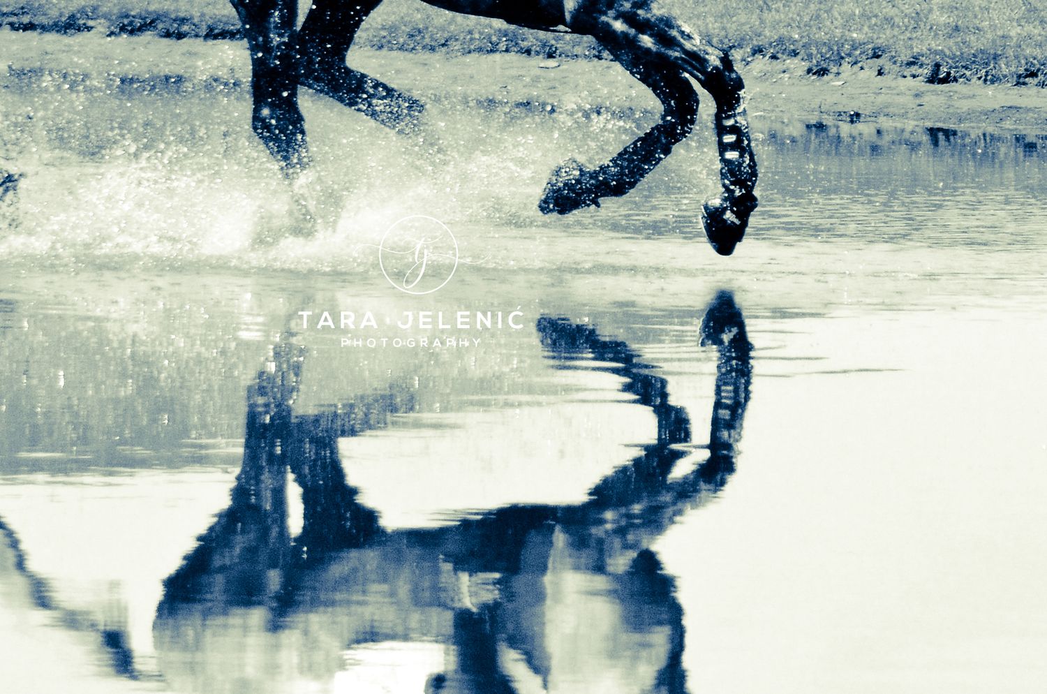 ©Lucid Nature Series ~ ©Reflection
Tara Jelenić Photography