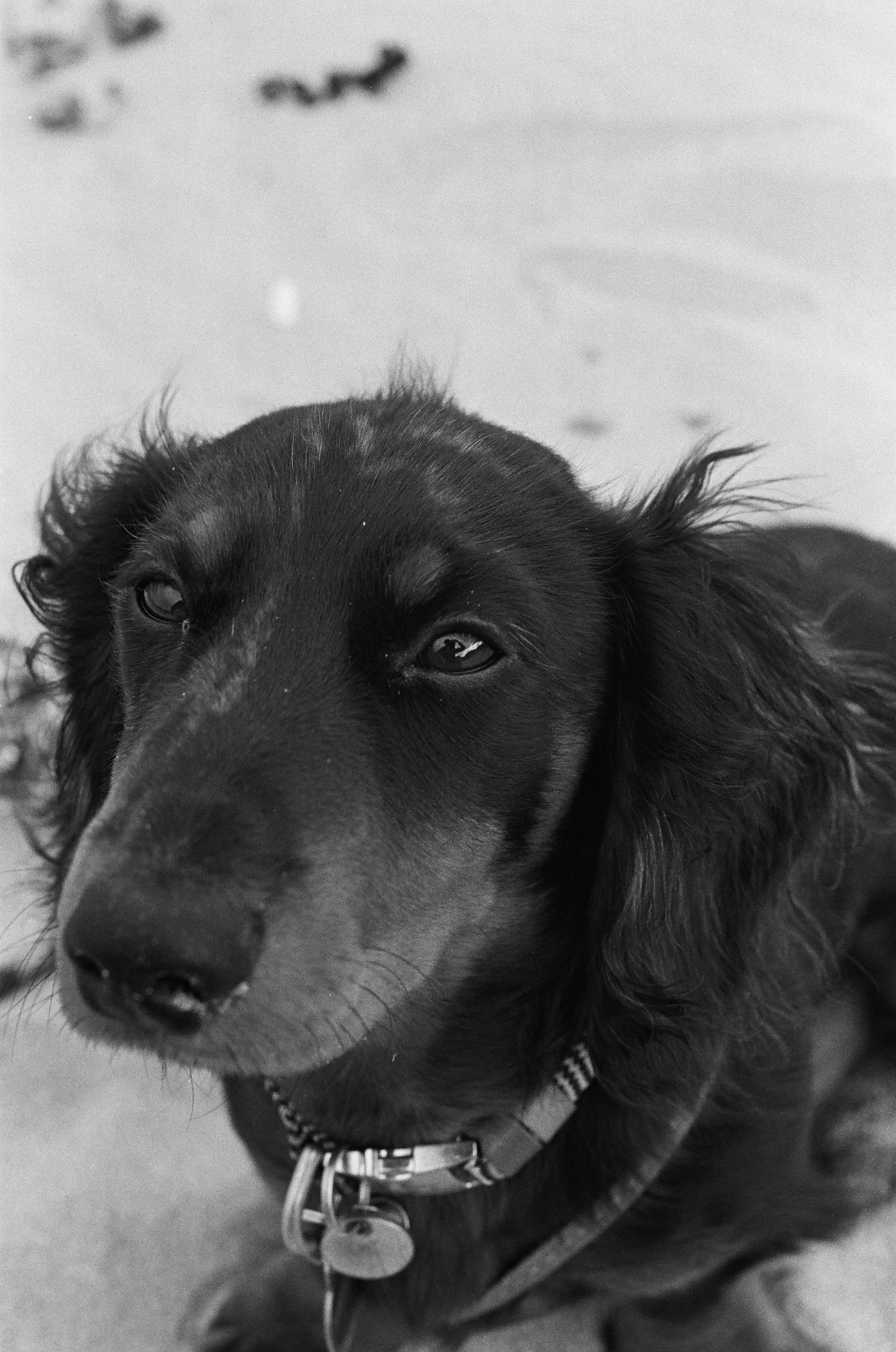 Close-up black and white portrait series of a happy black dog.