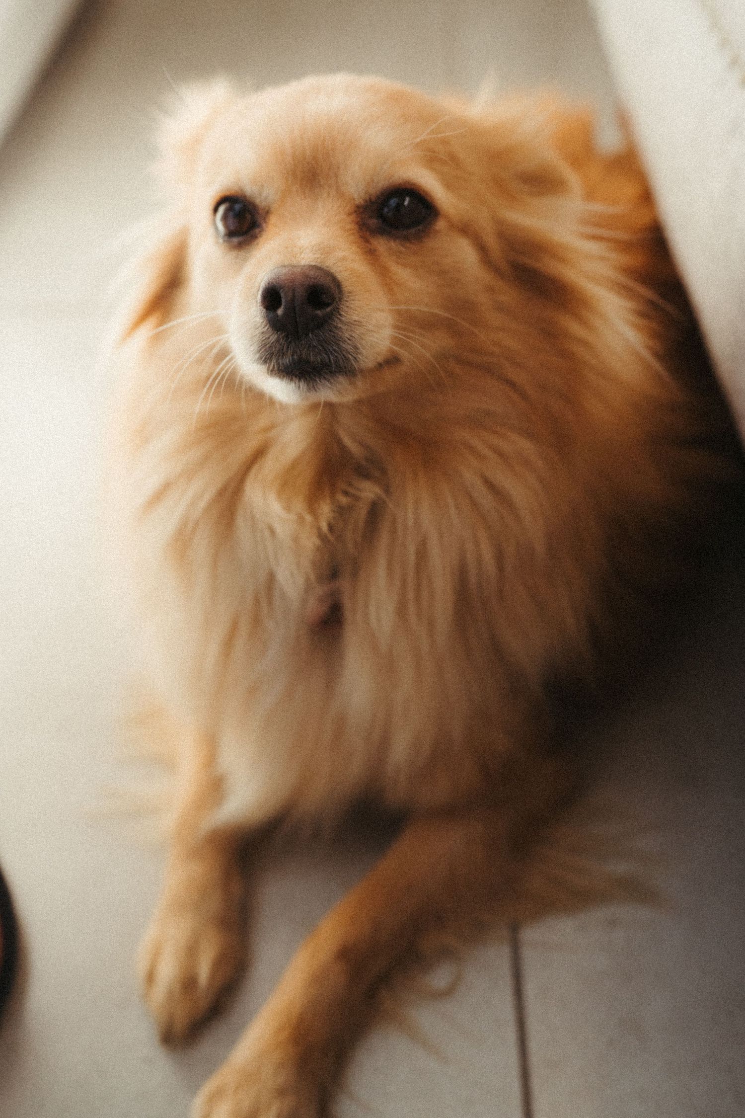 Fluffy Pomeranian dog poses in various angles against light background.