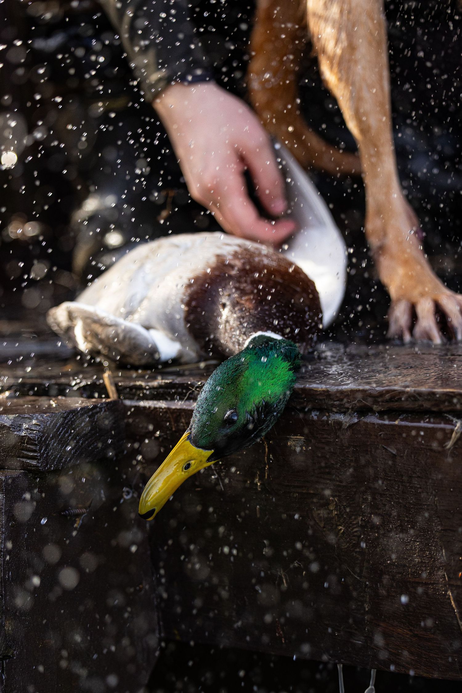 A duck with a mallard-style green head being pet on a wooden surface in the falling snow.