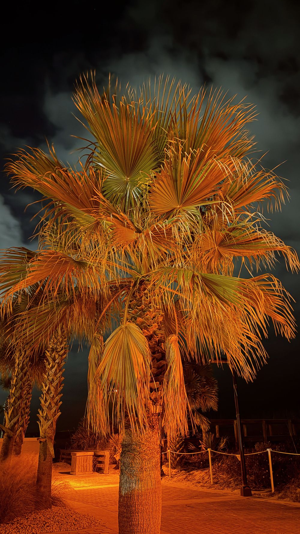 Palm trees illuminated by warm orange lighting create a tropical nighttime ambiance along a pathway.