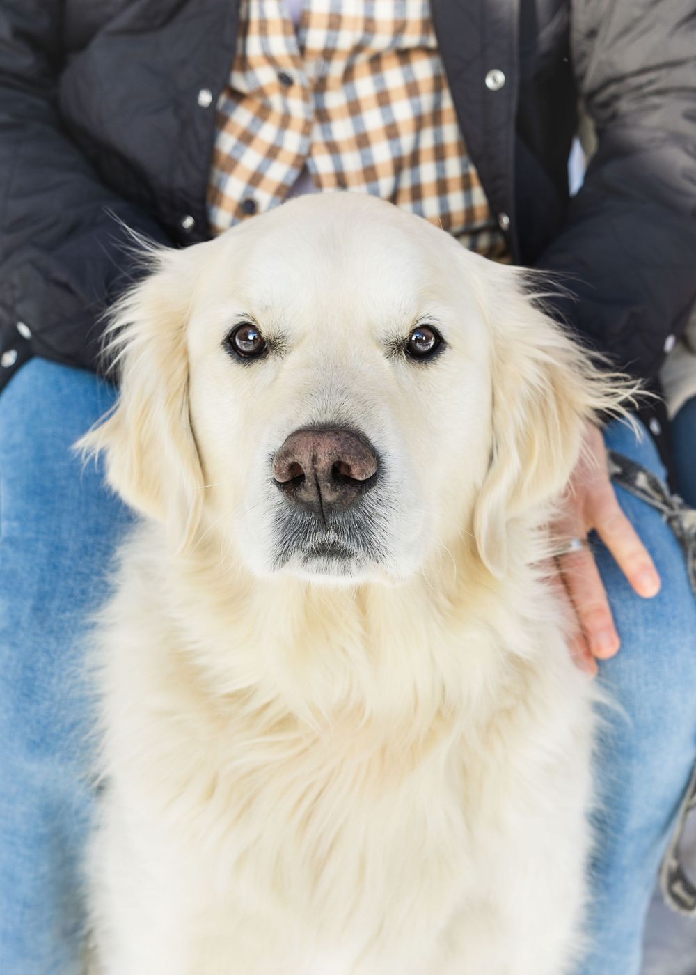 Close-up portrait of cream-colored golden retriever dog sitting with owner during outdoor winter photo session.