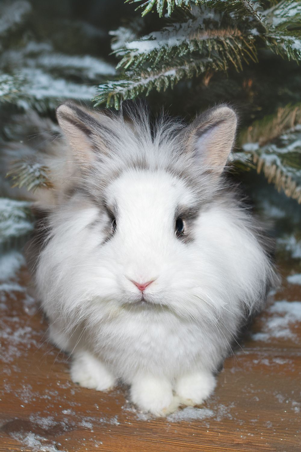Fluffy white and gray lionhead rabbit sitting under snow-covered pine tree branches on wooden surface.