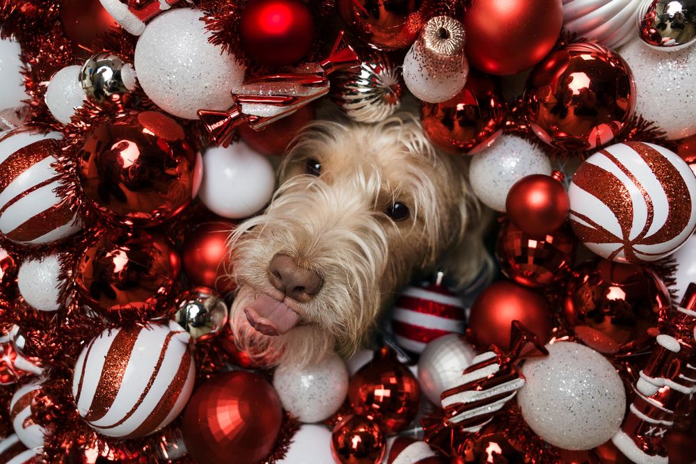 A cheerful dog surrounded by red, white, and silver Christmas ornaments, tongue out in a festive holiday scene.