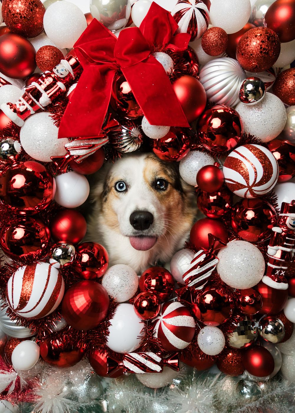 A happy dog peeks through a festive Christmas wreath adorned with red, white, and silver holiday ornaments.