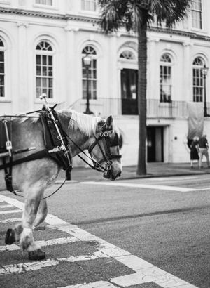 A white horse with carriage harness stands near a historic building with arched windows.