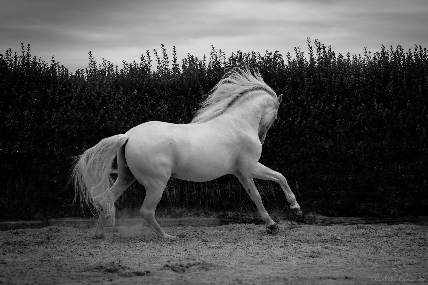 Photographe équin et canin en Belgique. Photographe chevaux et chiens belge.