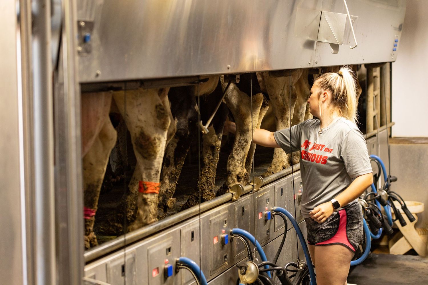 Farmer working in a dairy barn, milking cows in an authentic agricultural setting in Iowa.
