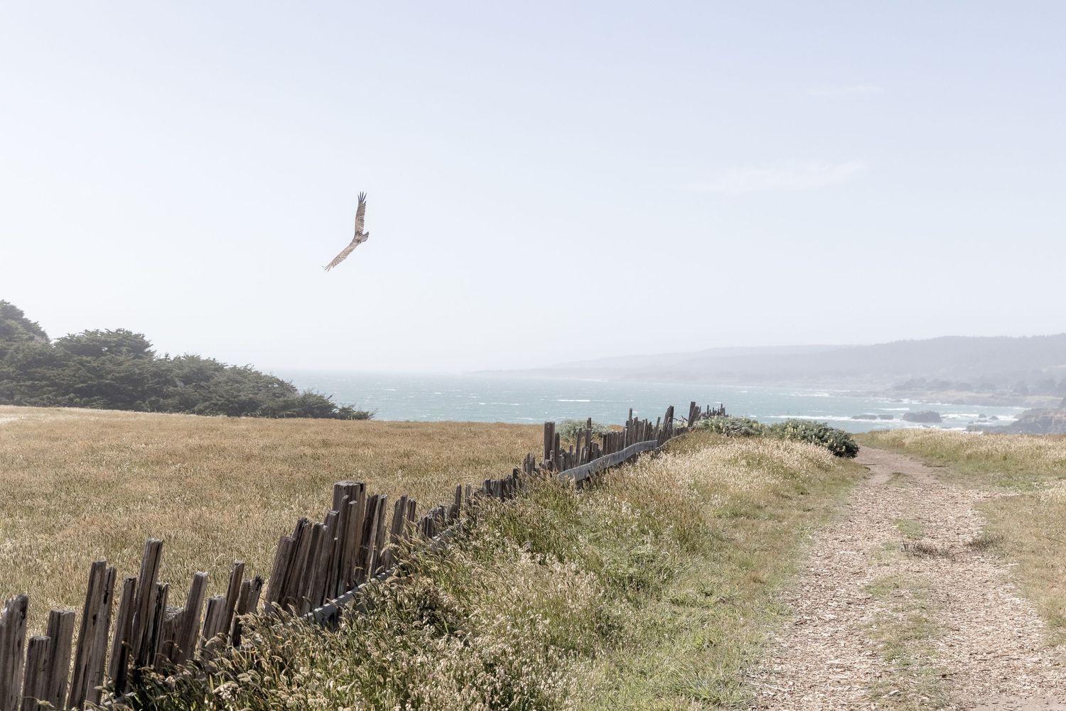 A dirt path along a coastal hillside with wooden fence posts and a seabird soaring overhead against a misty sky.