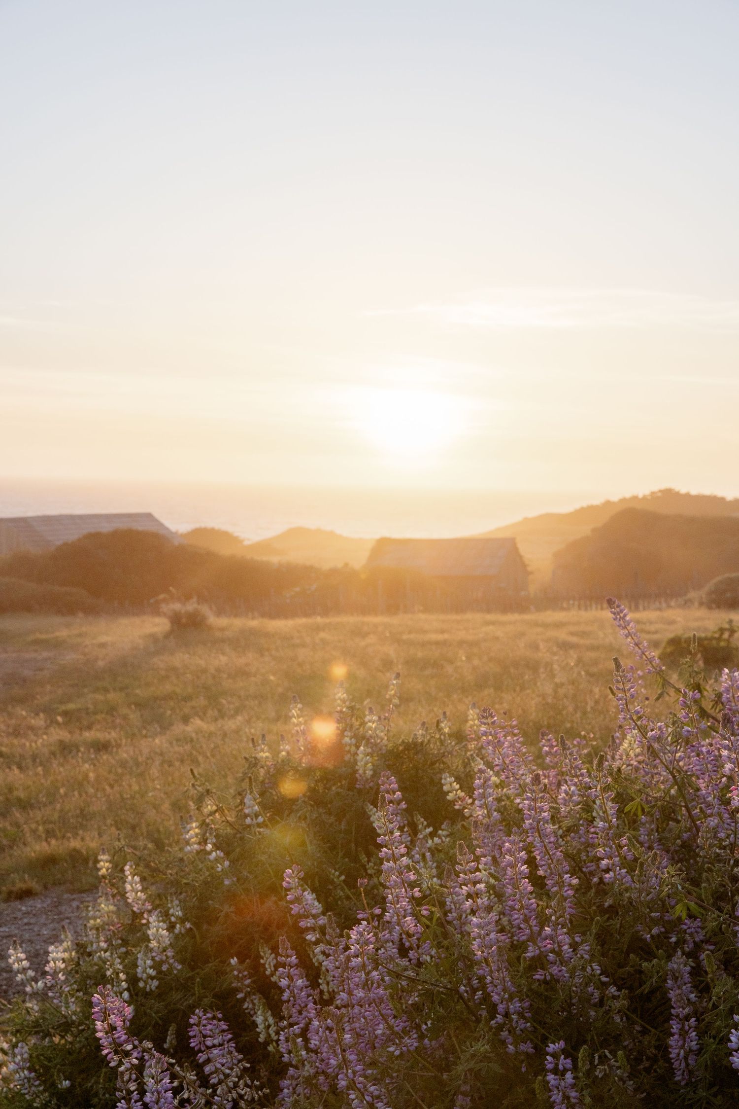 Beautiful sunset over rolling hills with purple lupine flowers in the foreground casting golden light across the landscape.
