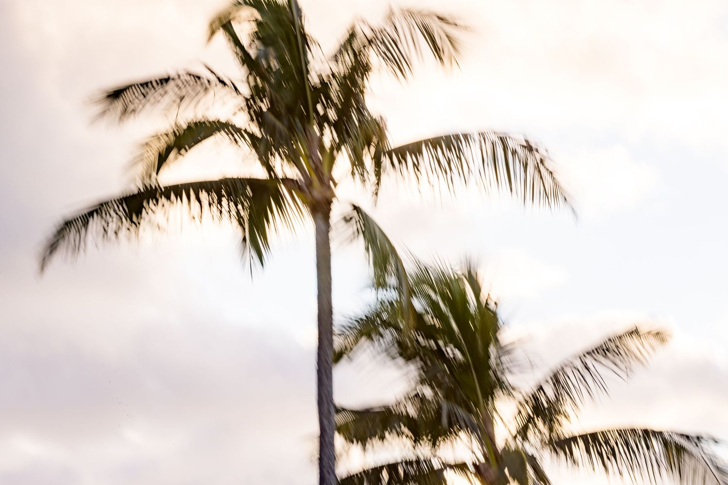 Blurred motion shot of tall palm trees swaying against a soft cloudy sky in tropical setting.
