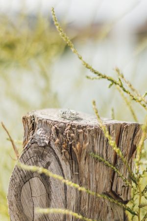 A weathered tree stump surrounded by wild green plants and grass in a natural outdoor setting.
