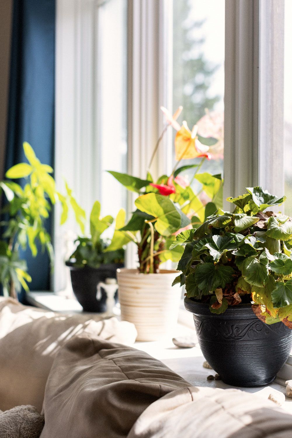 Sunlit windowsill with potted houseplants including anthurium and begonia near white window frames.
