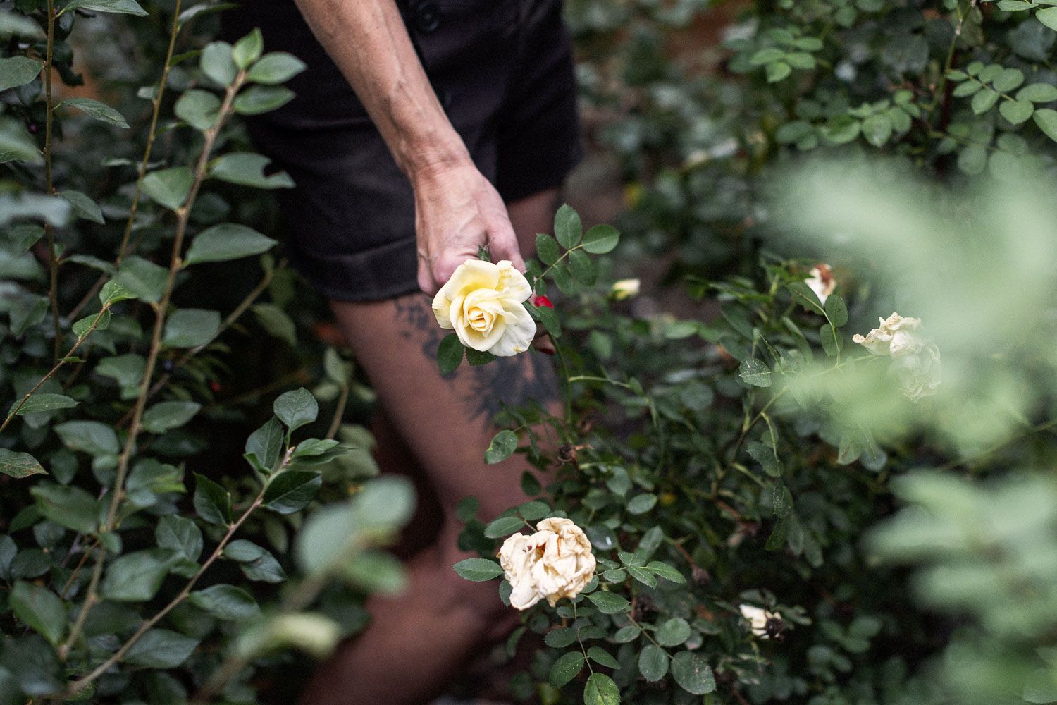 Person picking a yellow rose from a lush green rose bush garden outdoors.