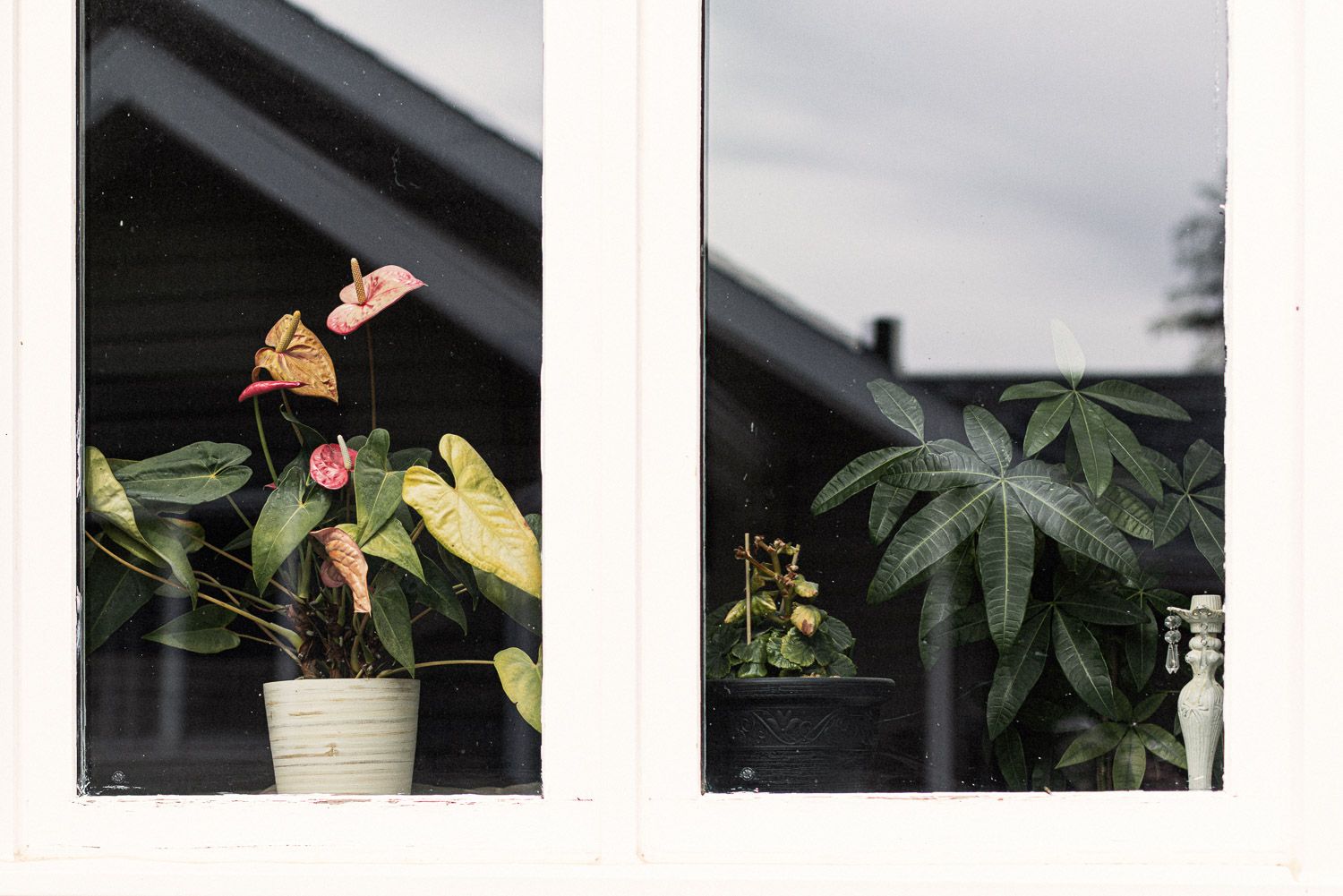 Potted anthurium plant with pink flowers on a white-framed window sill beside lush green tropical plants.