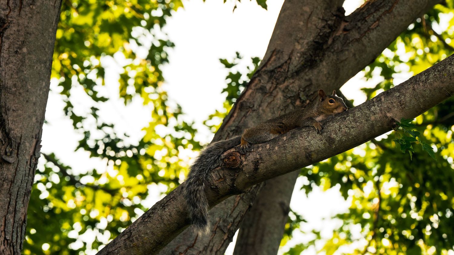 An eastern gray squirrel lies stretched flat along a tree branch to rest, legs and bushy tail dangling, framed by sunlit green leaves.