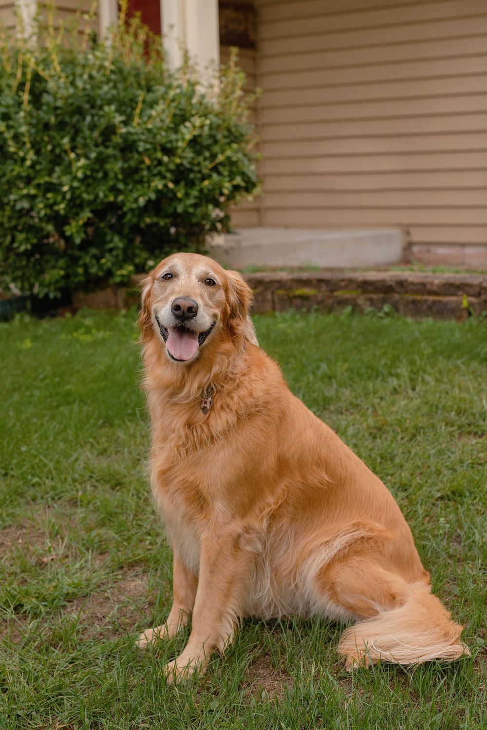 Family backyard photos with their dog Waukesha County family photographer