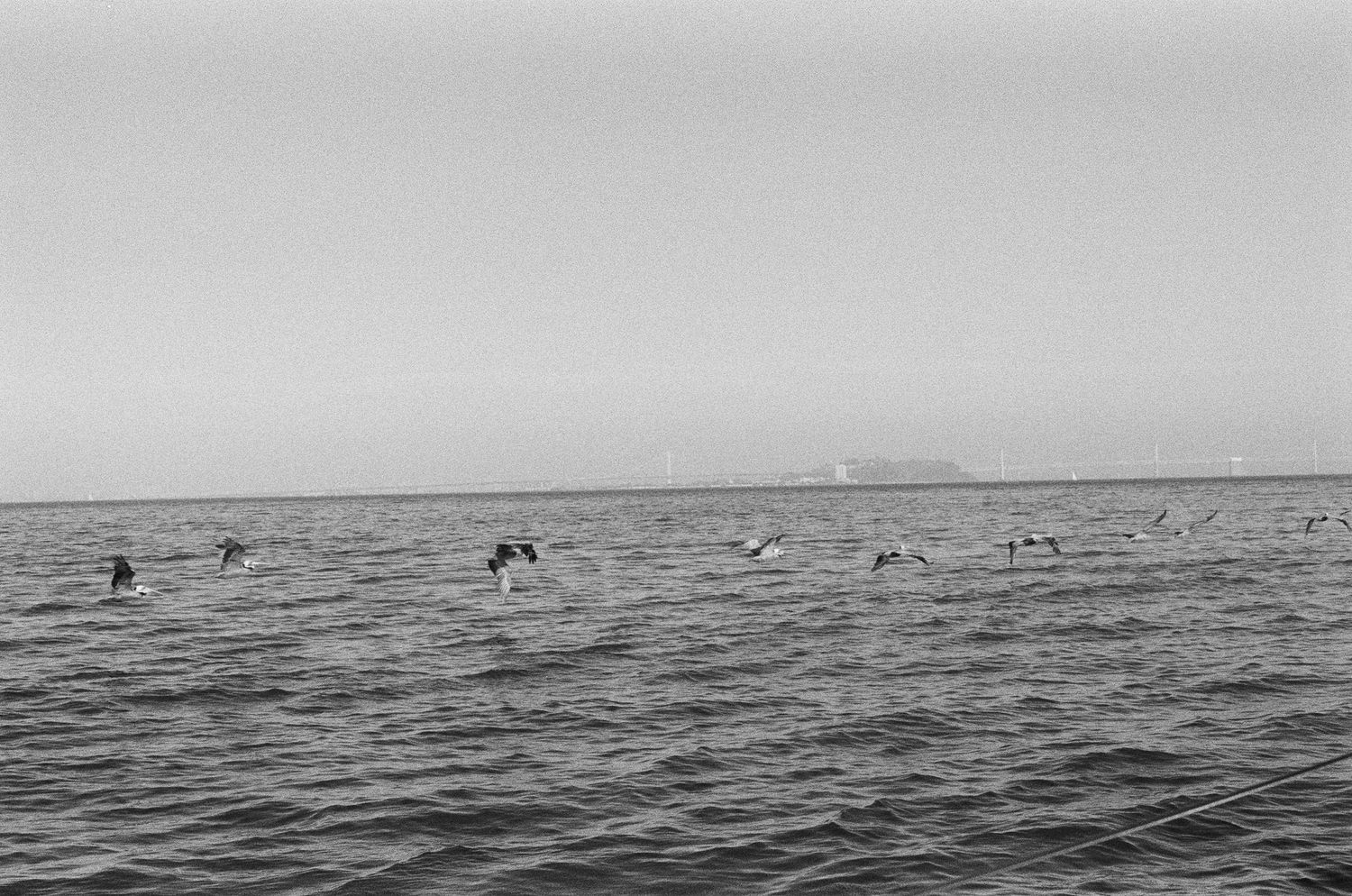 Black and white photo of seabirds flying over choppy ocean waves with a misty horizon in the background.