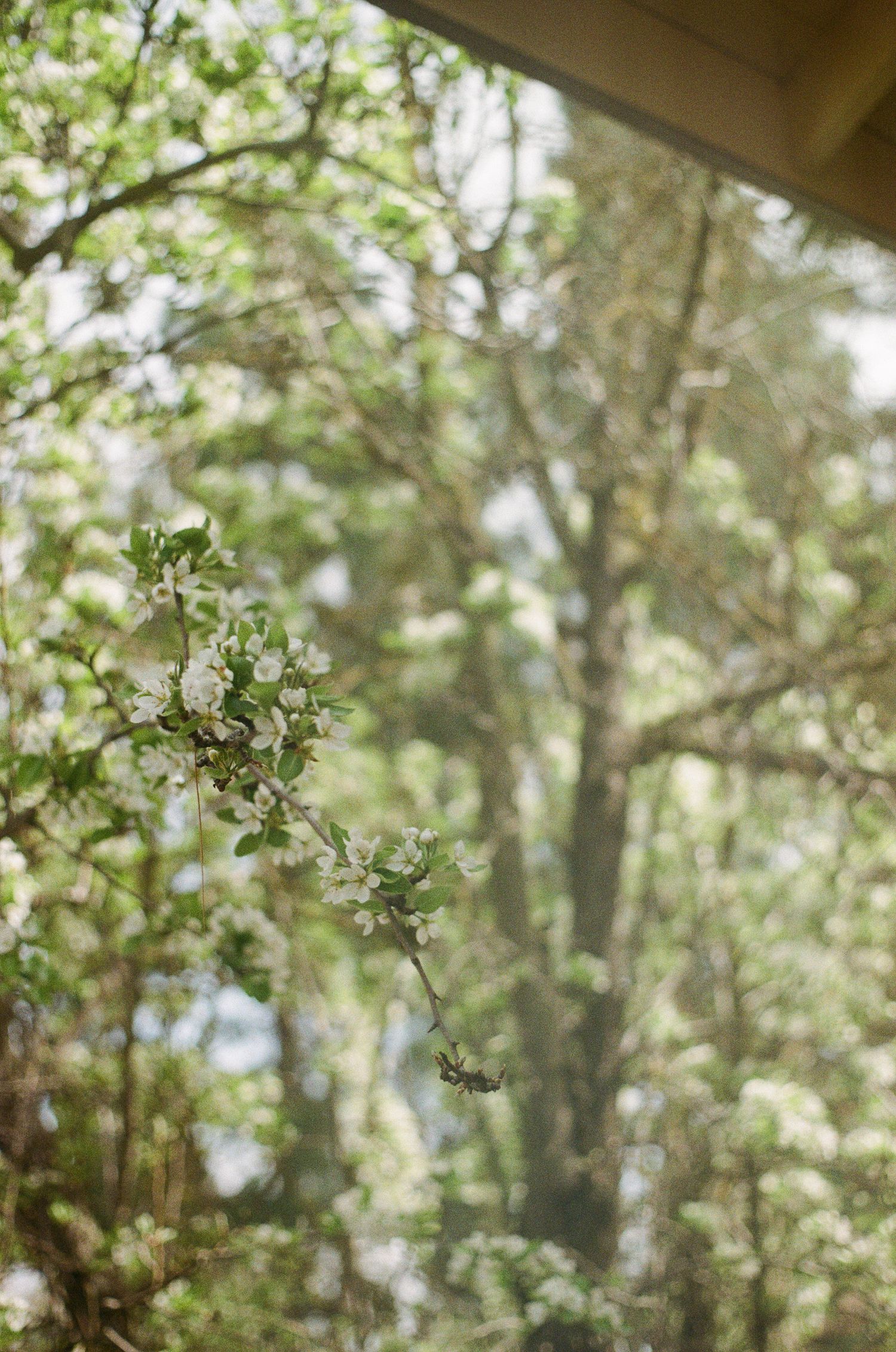 White spring blossoms on a delicate branch with lush green trees softly blurred in the background.