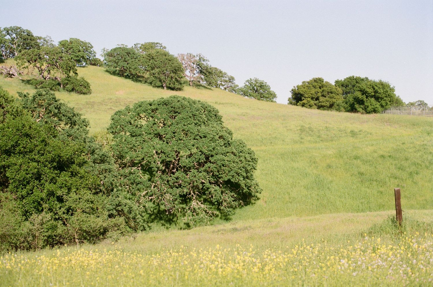Lush green hillside with oak trees and wildflowers under a hazy sky, with a wooden fence post in the foreground.