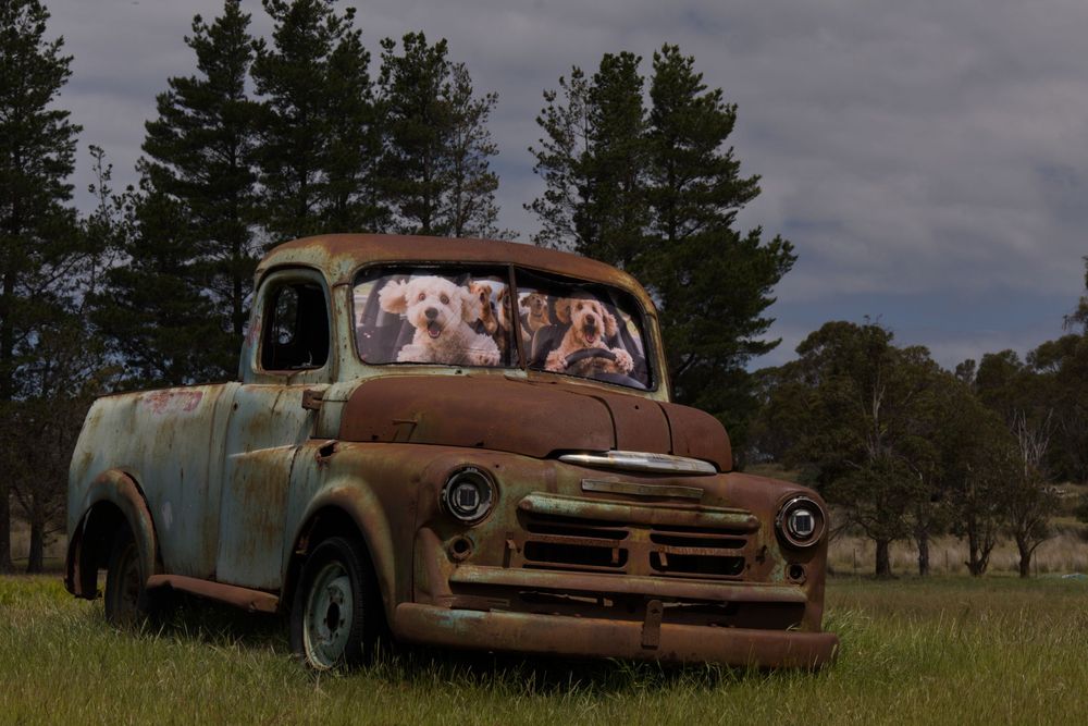 Three dogs peering out of a rusty vintage Dodge pickup truck parked in a green field with trees in background.