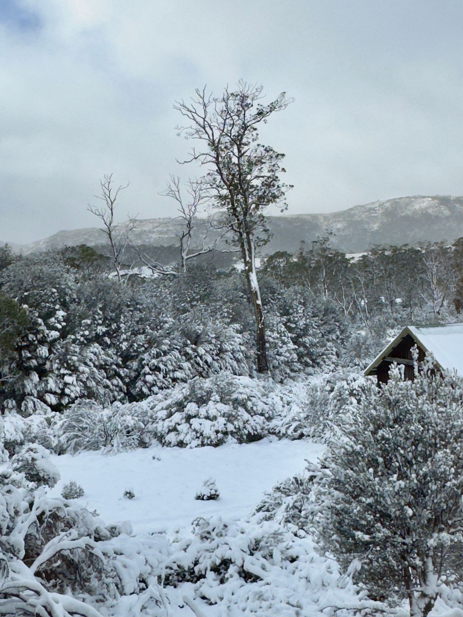 Snow-covered trees and shrubs surround a rustic cabin with misty mountains in the background on a winter day.