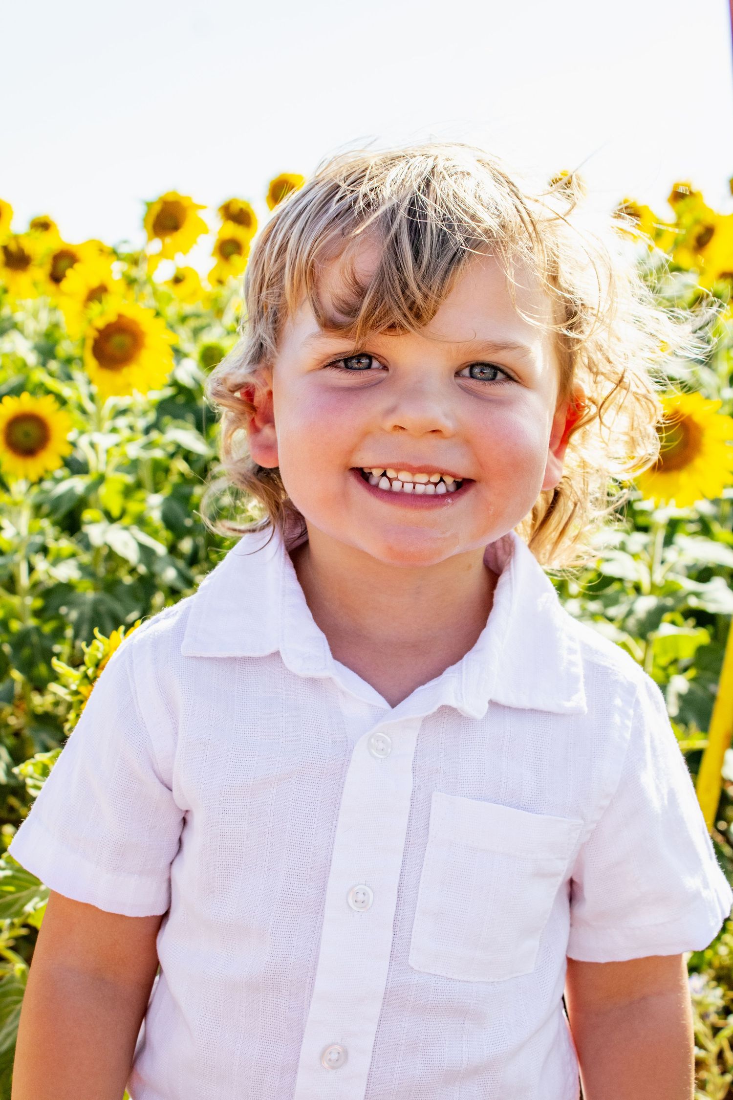 A smiling blond child in a white shirt stands in front of a vibrant sunflower field.