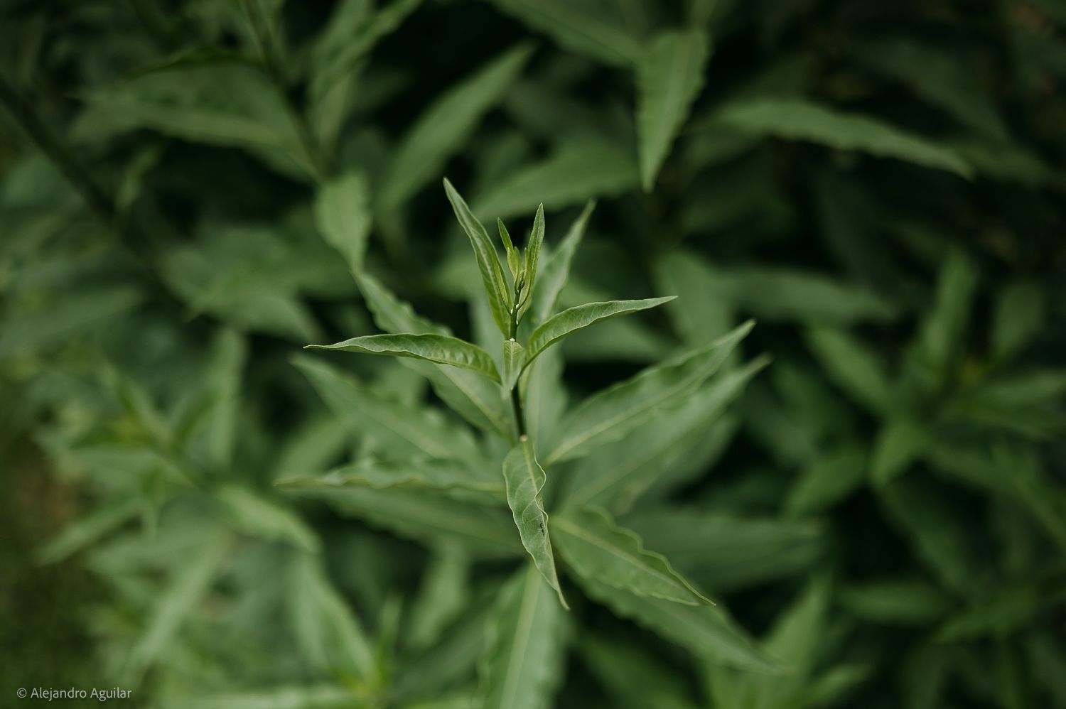 Close-up of a vibrant green plant with pointed leaves growing in a lush garden setting.