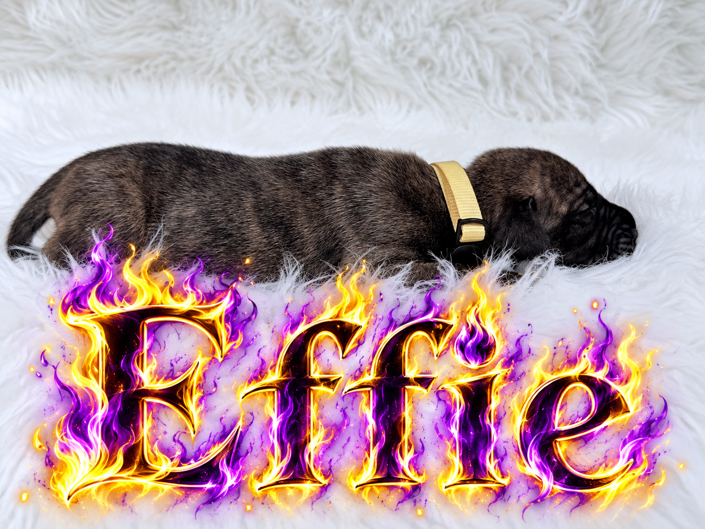 Newborn brindle puppy named Effie sleeping on white fur blanket with fiery flame text graphic overlay.