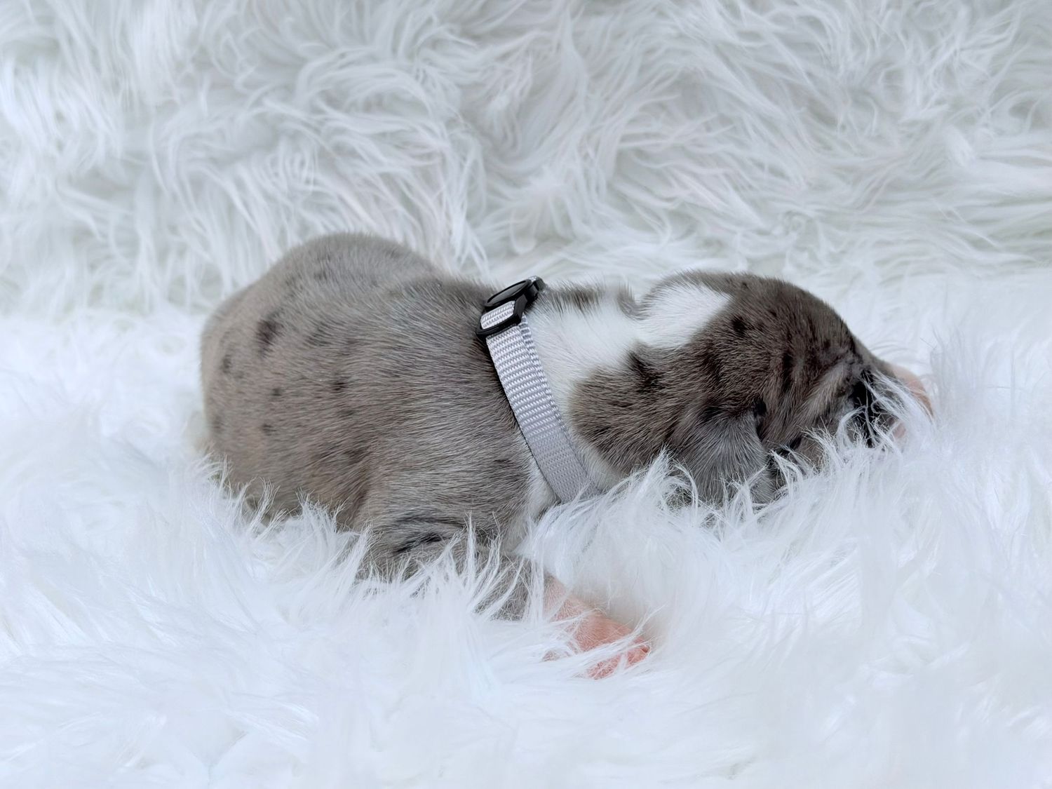 A tiny newborn puppy with gray and white fur sleeps curled up on a fluffy white surface wearing a small collar.
