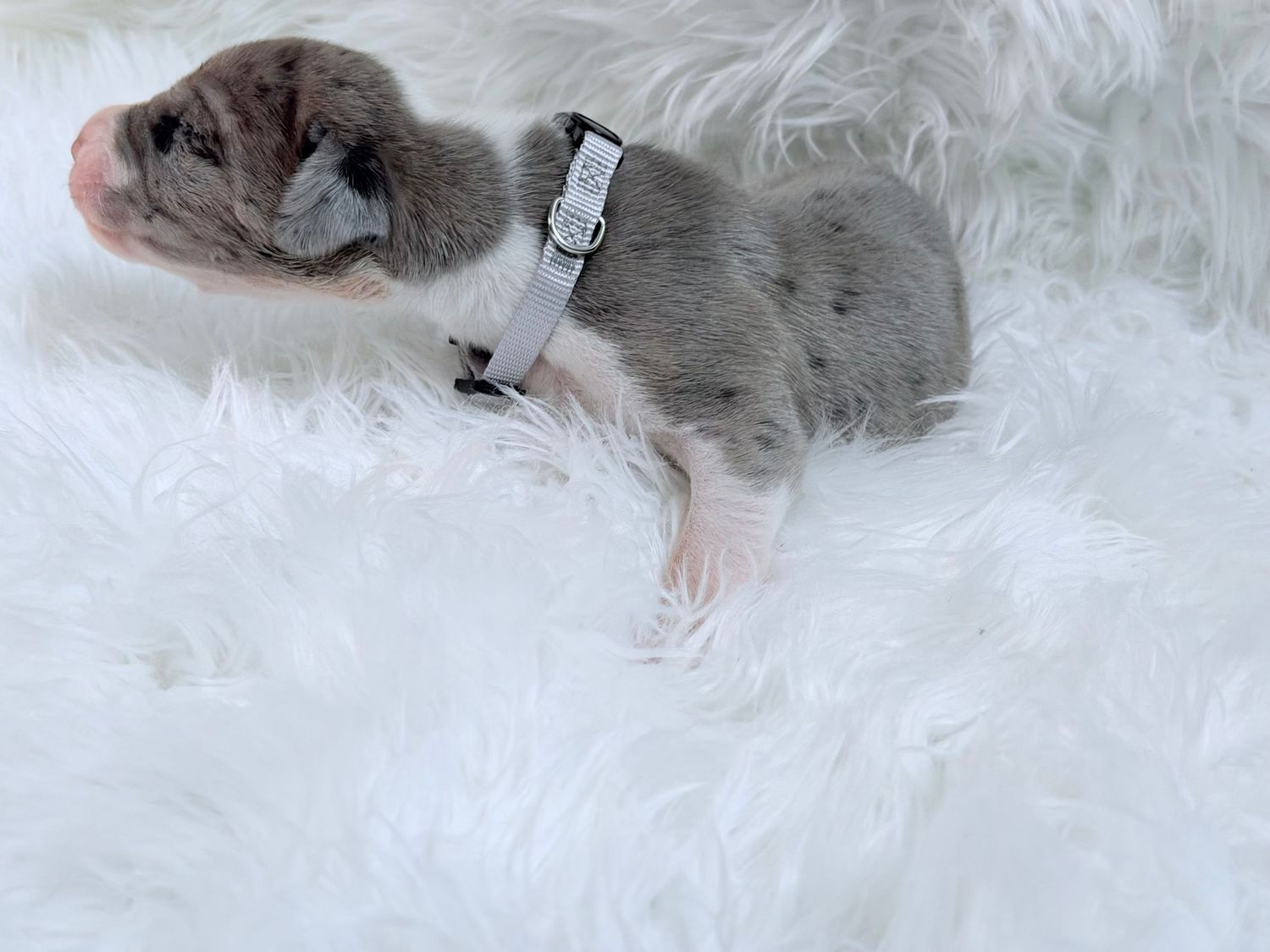 Tiny newborn English Bulldog puppy with gray fur wearing a small white collar on a fluffy white blanket.