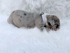 Newborn gray merle puppy sleeping on a fluffy white fur blanket wearing a small white identification collar.