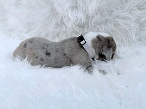 Tiny gray and white spotted puppy sleeping on a fluffy white fur rug wearing a small black collar.