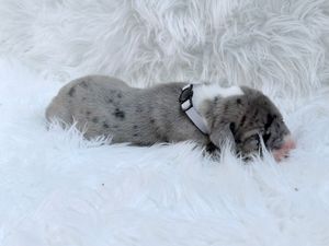Newborn merle puppy with black spots sleeping on a fluffy white blanket, wearing a small black collar.