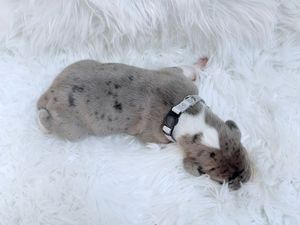 Newborn merle puppy with black spots sleeping on a white fluffy blanket wearing a small collar.