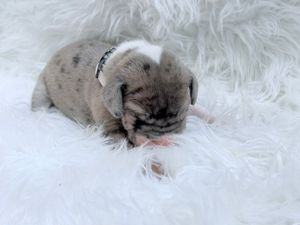 Newborn lop-eared bunny with gray and white markings resting on fluffy white fur blanket.