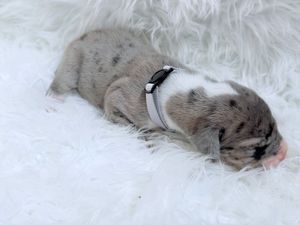 Newborn merle puppy with white and gray fur sleeping peacefully on fluffy white blanket with small collar.