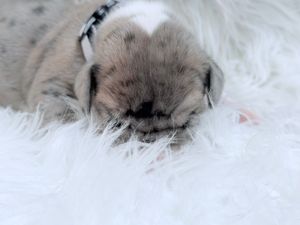 A tiny newborn puppy sleeps peacefully on a fluffy white surface, wearing a small checkered collar.