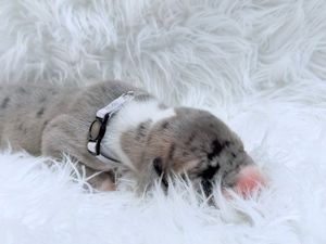 Newborn puppy with merle markings sleeping on white fluffy blanket wearing a tiny black collar.