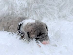 Tiny newborn puppy with gray merle markings sleeping on white fluffy blanket wearing small black collar.