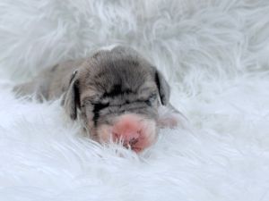 A tiny newborn puppy with gray fur sleeps peacefully on a soft white fluffy blanket.