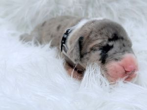 Newborn merle puppy sleeping peacefully on a fluffy white blanket, wearing a tiny black collar.