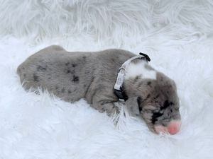 Newborn gray merle puppy sleeping on white fluffy blanket wearing a small black collar.