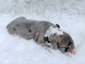 Newborn puppy with gray spotted fur sleeping peacefully on a fluffy white blanket wearing a tiny black collar.