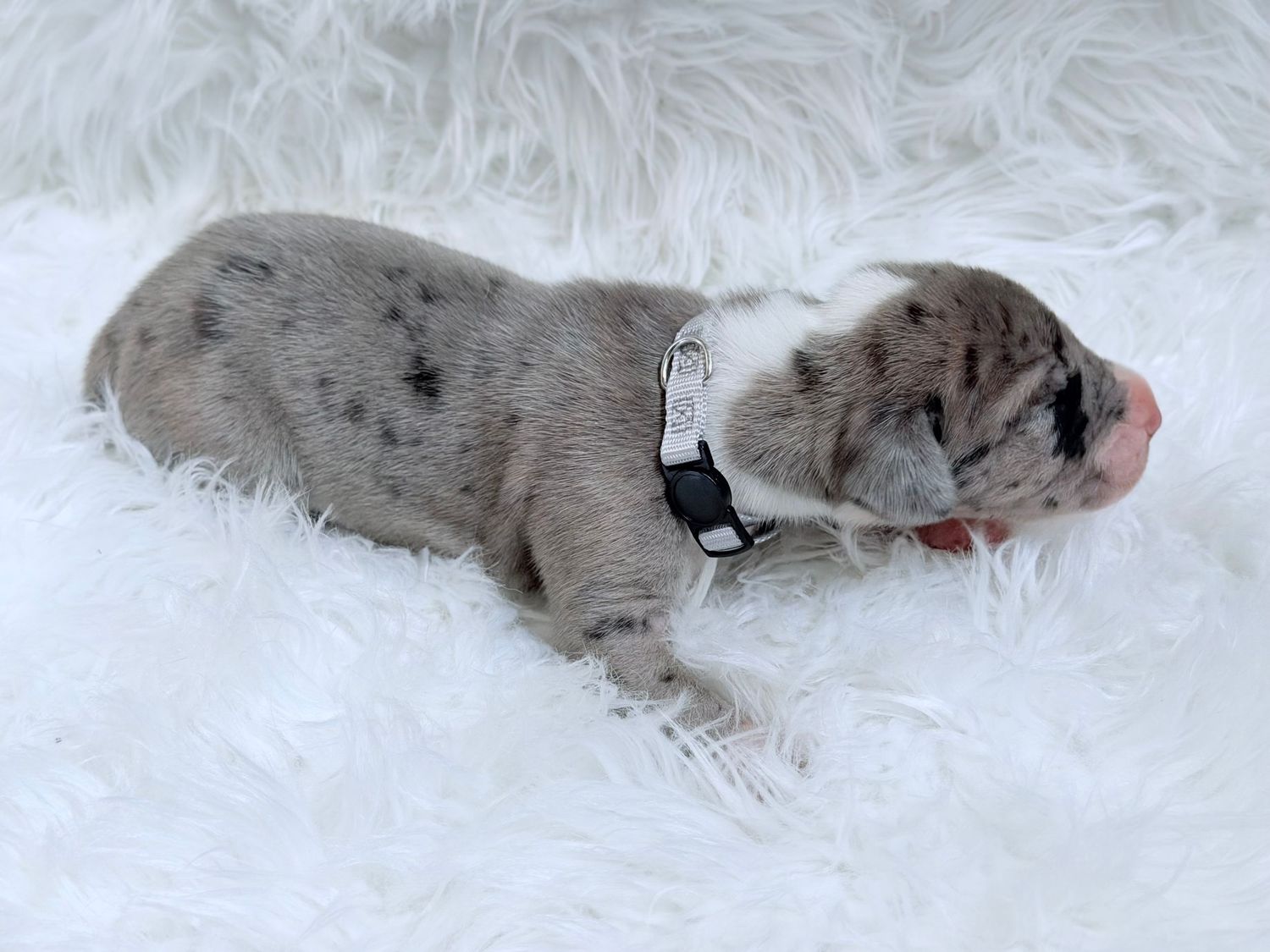 Newborn merle puppy sleeping on white fluffy blanket wearing a small black collar.