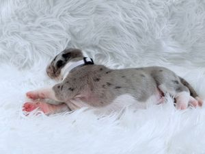 Newborn puppy with gray and white markings sleeping on a fluffy white blanket with a small collar.