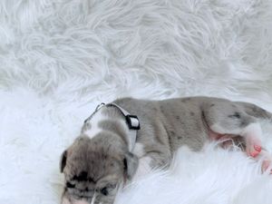 Newborn puppy with gray and white fur sleeping on a fluffy white blanket, wearing a tiny black harness.