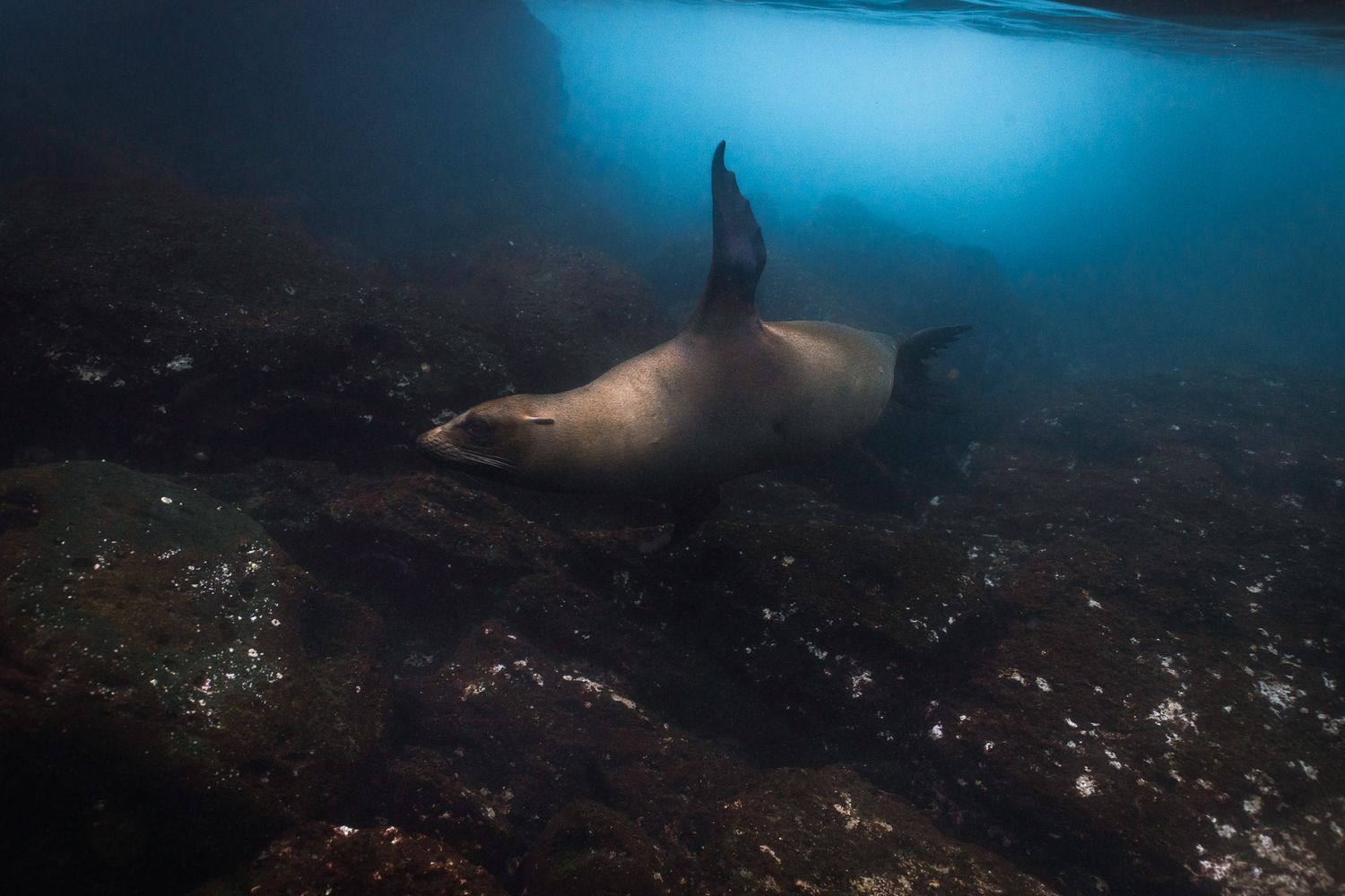 A sea lion gracefully gliding along a rocky underwater reef in dark blue ocean depths.