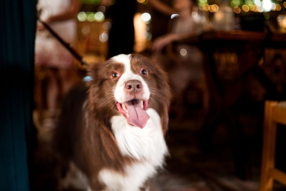 A happy brown and white Border Collie dog with tongue out, posing indoors with bokeh lights in background.