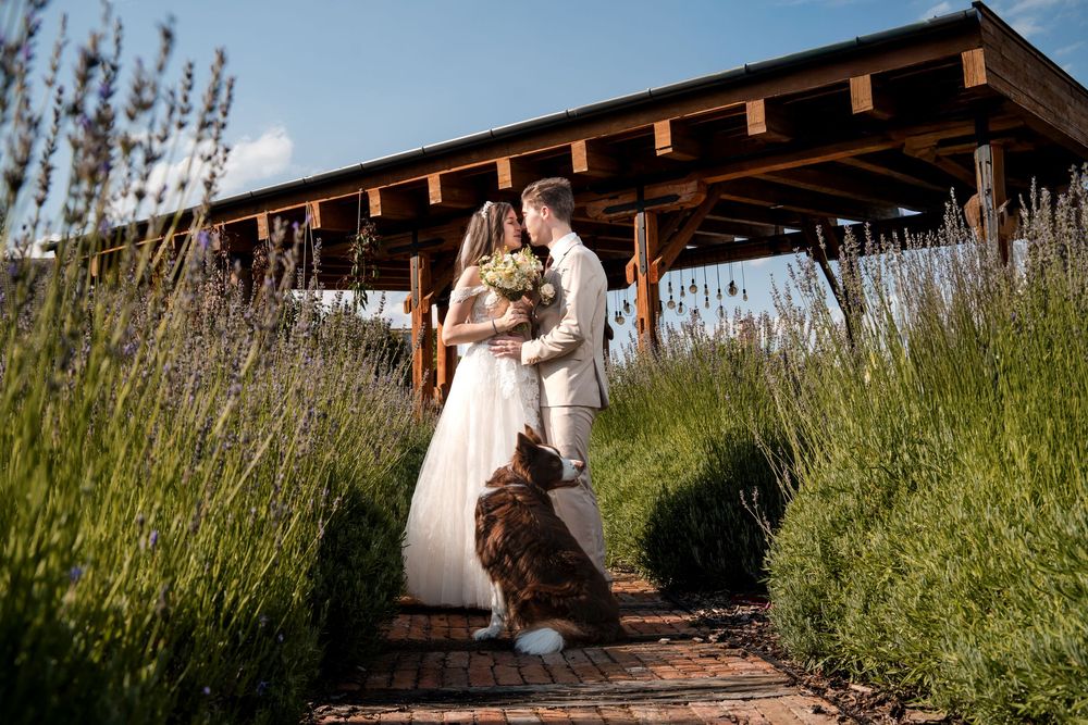 Bride and groom kissing in lavender garden with dog, rustic wooden pergola backdrop on sunny wedding day.
